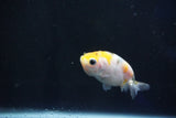 Baby Ranchu  Calico 2.5 Inch (ID#1029R7b-51) Free2Day SHIPPING