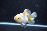 Yuan Bao Oranda  Kirin 4.5 Inch (ID#1119Yb10b-47) Free2Day SHIPPING