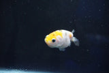 Baby Ranchu  Calico 2.5 Inch (ID#1029R7b-51) Free2Day SHIPPING