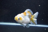 Yuan Bao Oranda  Kirin 4.5 Inch (ID#1119Yb10b-47) Free2Day SHIPPING