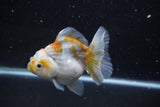 Yuan Bao Oranda  Kirin 4.5 Inch (ID#1119Yb10b-47) Free2Day SHIPPING