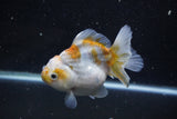 Yuan Bao Oranda  Kirin 4.5 Inch (ID#1119Yb10b-47) Free2Day SHIPPING