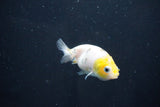 Baby Ranchu  Calico 2.5 Inch (ID#1029R7b-51) Free2Day SHIPPING