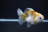 Yuan Bao Oranda  Kirin 4.5 Inch (ID#1119Yb10b-47) Free2Day SHIPPING