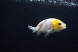 Baby Ranchu  Calico 2.5 Inch (ID#1029R7b-51) Free2Day SHIPPING