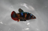 Juvenile Lionchu  Red White 3.5 Inch (ID#318R11a-12) Free2Day SHIPPING