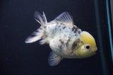 Juvenile Lionchu  Red White 3.5 Inch (ID#318R11a-12) Free2Day SHIPPING