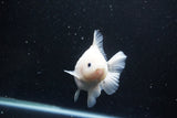 Yuan Bao Oranda  Sakura 4.5 Inch (ID#1119Yb10b-48) Free2Day SHIPPING