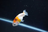 Baby Ranchu  Calico 2.5 Inch (ID#1025R9c-42) Free2Day SHIPPING