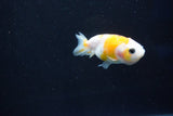 Baby Ranchu  Calico 2.5 Inch (ID#1025R9c-42) Free2Day SHIPPING