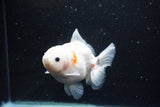 Yuan Bao Oranda  Sakura 4.5 Inch (ID#1119Yb10b-48) Free2Day SHIPPING