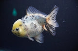 Juvenile Lionchu  Red White 3.5 Inch (ID#318R11a-12) Free2Day SHIPPING