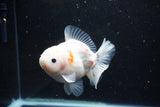 Yuan Bao Oranda  Sakura 4.5 Inch (ID#1119Yb10b-48) Free2Day SHIPPING