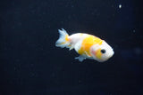 Baby Ranchu  Calico 2.5 Inch (ID#1025R9c-42) Free2Day SHIPPING