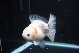 Yuan Bao Oranda  Sakura 4.5 Inch (ID#1119Yb10b-48) Free2Day SHIPPING