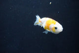 Baby Ranchu  Calico 2.5 Inch (ID#1025R9c-42) Free2Day SHIPPING