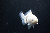 Yuan Bao Oranda  Sakura 4.5 Inch (ID#1119Yb10b-48) Free2Day SHIPPING