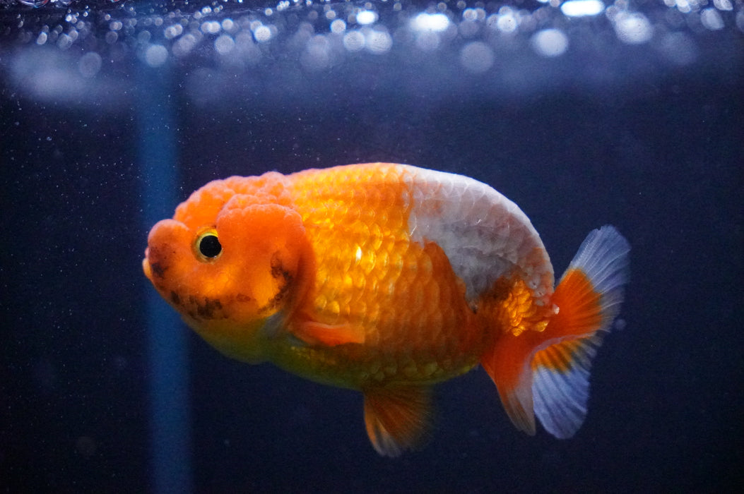 Juvenile Lionchu  Red White 3 Inch (ID#1205R11b-17) Free2Day SHIPPING