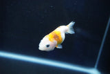 Baby Ranchu  Calico 2.5 Inch (ID#1025R9c-42) Free2Day SHIPPING