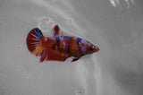 Juvenile Lionchu  Red White 3.5 Inch (ID#318R11a-12) Free2Day SHIPPING