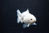 Yuan Bao Oranda  Sakura 4.5 Inch (ID#1119Yb10b-48) Free2Day SHIPPING