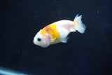 Baby Ranchu  Calico 2.5 Inch (ID#1025R9c-42) Free2Day SHIPPING