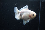 Yuan Bao Oranda  Sakura 4.5 Inch (ID#1119Yb10b-48) Free2Day SHIPPING