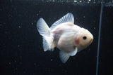 Yuan Bao Oranda  Sakura 4.5 Inch (ID#1119Yb10b-48) Free2Day SHIPPING