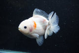 Yuan Bao Oranda  Sakura 4.5 Inch (ID#1119Yb10b-48) Free2Day SHIPPING