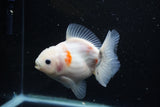 Yuan Bao Oranda  Sakura 4.5 Inch (ID#1119Yb10b-48) Free2Day SHIPPING