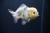 Juvenile Lionchu  Red White 3.5 Inch (ID#318R11a-13) Free2Day SHIPPING