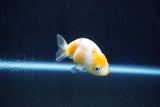 Baby Ranchu  Calico 2.5 Inch (ID#1025R9c-43) Free2Day SHIPPING