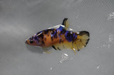 Juvenile Lionchu  Red White 3.5 Inch (ID#318R11a-13) Free2Day SHIPPING