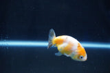 Baby Ranchu  Calico 2.5 Inch (ID#1025R9c-43) Free2Day SHIPPING