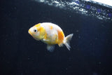 Baby Ranchu  Calico 2.5 Inch (ID#1025R9c-43) Free2Day SHIPPING