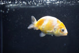 Baby Ranchu  Calico 2.5 Inch (ID#1025R9c-43) Free2Day SHIPPING