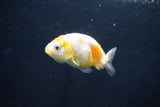 Baby Ranchu  Calico 2.5 Inch (ID#1025R9c-43) Free2Day SHIPPING