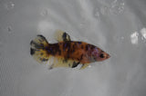 Juvenile Lionchu  Red White 3.5 Inch (ID#318R11a-13) Free2Day SHIPPING