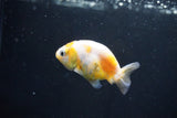 Baby Ranchu  Calico 2.5 Inch (ID#1025R9c-43) Free2Day SHIPPING