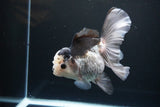 Thai Oranda  Panda 5.5 Inch (ID#1119To6c-110)