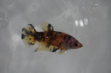 Juvenile Lionchu  Red White 3.5 Inch (ID#318R11a-13) Free2Day SHIPPING