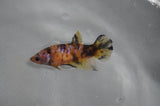 Juvenile Lionchu  Red White 3.5 Inch (ID#318R11a-13) Free2Day SHIPPING