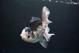 Thai Oranda  Panda 5.5 Inch (ID#1119To6c-110)