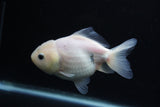 Yuan Bao Oranda  White 4 Inch (ID#0113Yb10b-82) Free2Day SHIPPING