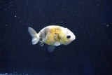 Baby Ranchu  Calico 2.5 Inch (ID#1025R9c-44) Free2Day SHIPPING