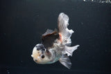 Thai Oranda  Panda 5.5 Inch (ID#1119To6c-110)