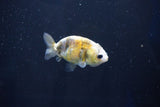 Baby Ranchu  Calico 2.5 Inch (ID#1025R9c-44) Free2Day SHIPPING