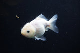 Yuan Bao Oranda  White 4 Inch (ID#0113Yb10b-82) Free2Day SHIPPING