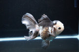 Thai Oranda  Panda 5.5 Inch (ID#1119To6c-110)