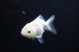 Yuan Bao Oranda  White 4 Inch (ID#0113Yb10b-82) Free2Day SHIPPING